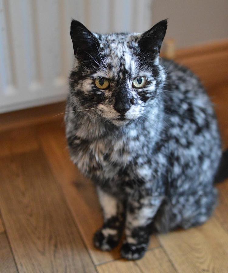 15 cats that have the most unique fur patterns in the world - Goodfullness