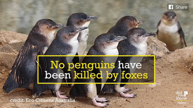 Sheepdog 'bodyguards' protect endangered penguins from foxes, saving