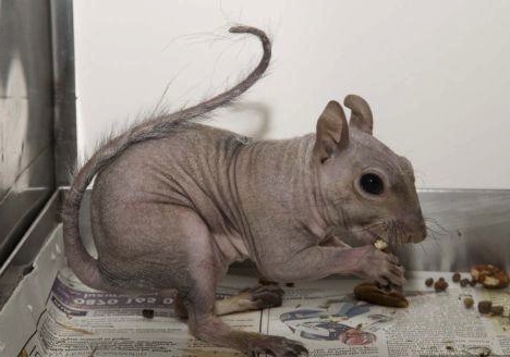 15 Animals That Look Completely Different Without Hair - Goodfullness