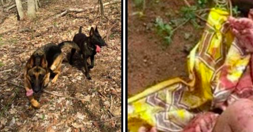 He Heard A Noise And Saw 4 Dogs, What They Were Guarding Made His Heart Stop