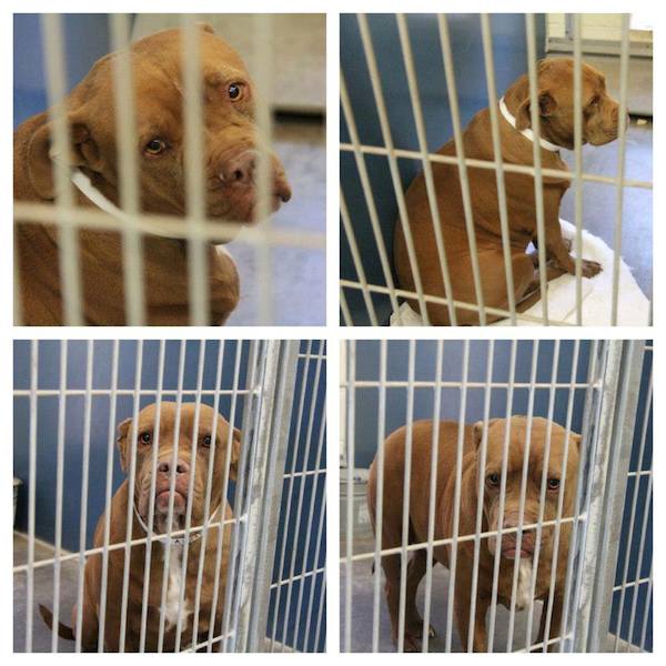 Depressed Old Dog Just Stares Blankly At The Wall After Being Returned
