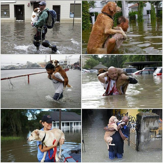 15 Heartwarming Moments Of People Saving Animals During Devastating