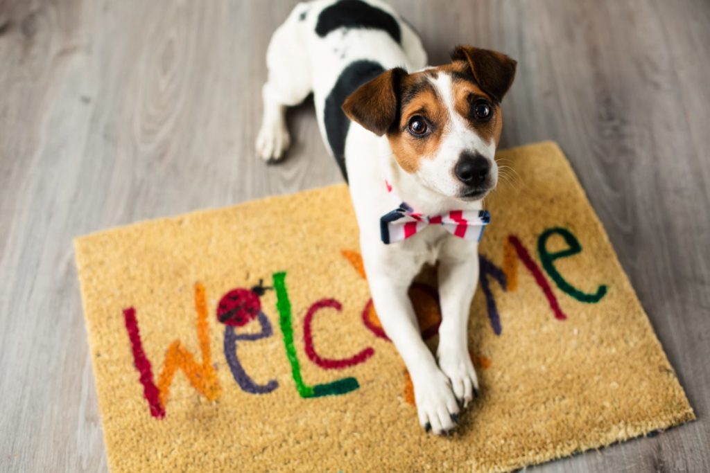 Here s What It Means If Your Dog Follows You Around Everywhere 