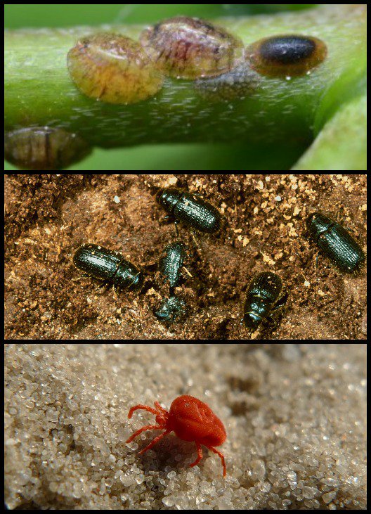 Here's What To Do If You Find These Bugs In Your Christmas Tree