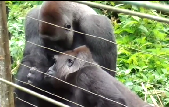 Giant Gorilla Becomes Best Buds With Littlest Bush Baby ...