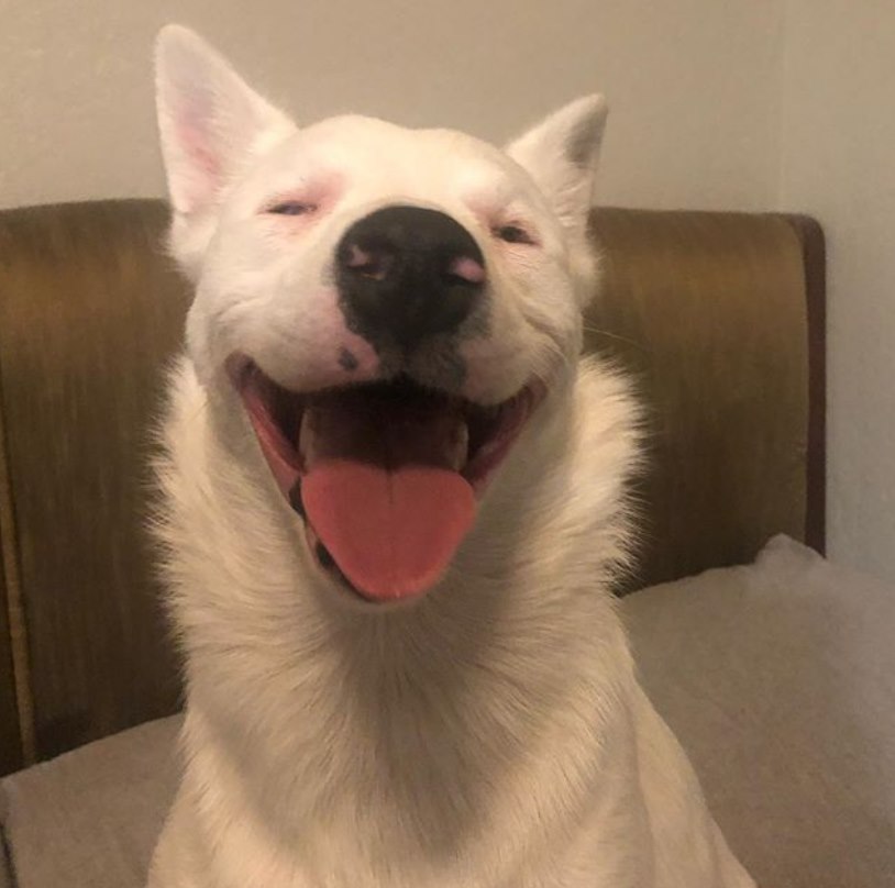 Deaf, Blind Dog Has Adorable Reaction When She Senses That Dad Coming