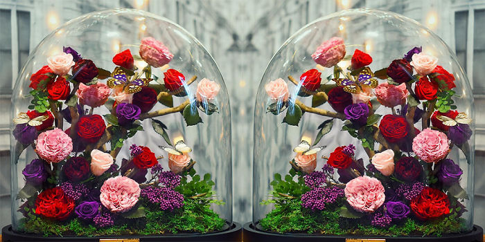 Beauty And The Beast Roses Actually Exist Stay Alive For More Than As Long You Have A Gl Dome To Keep Your Flowers Safe From The Elements Creators Of Forever Roses Promise That Will Be Able Stand