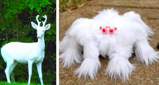 60 Albino Animals Are Extremely Rare And Incredibly Beautiful - Goodfullness