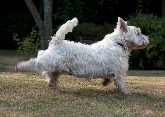 Here's Why Dogs Kick Their Feet After They Poop - Goodfullness