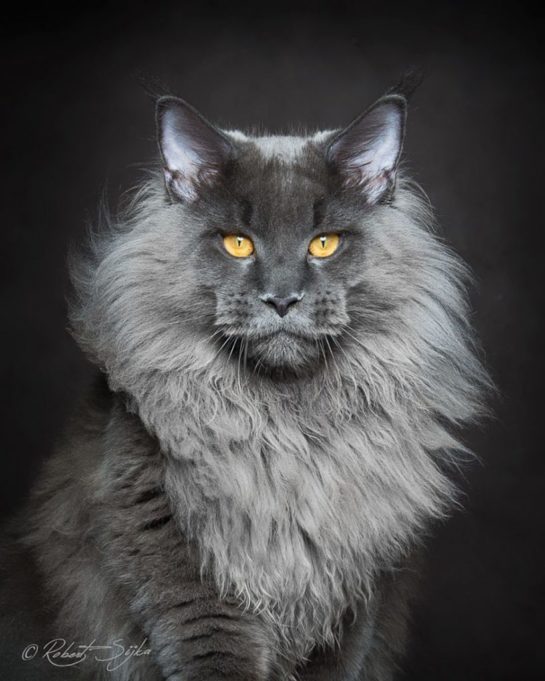 This Maine Coon Kitten's Human-Like Face Is Freaking People Out ...