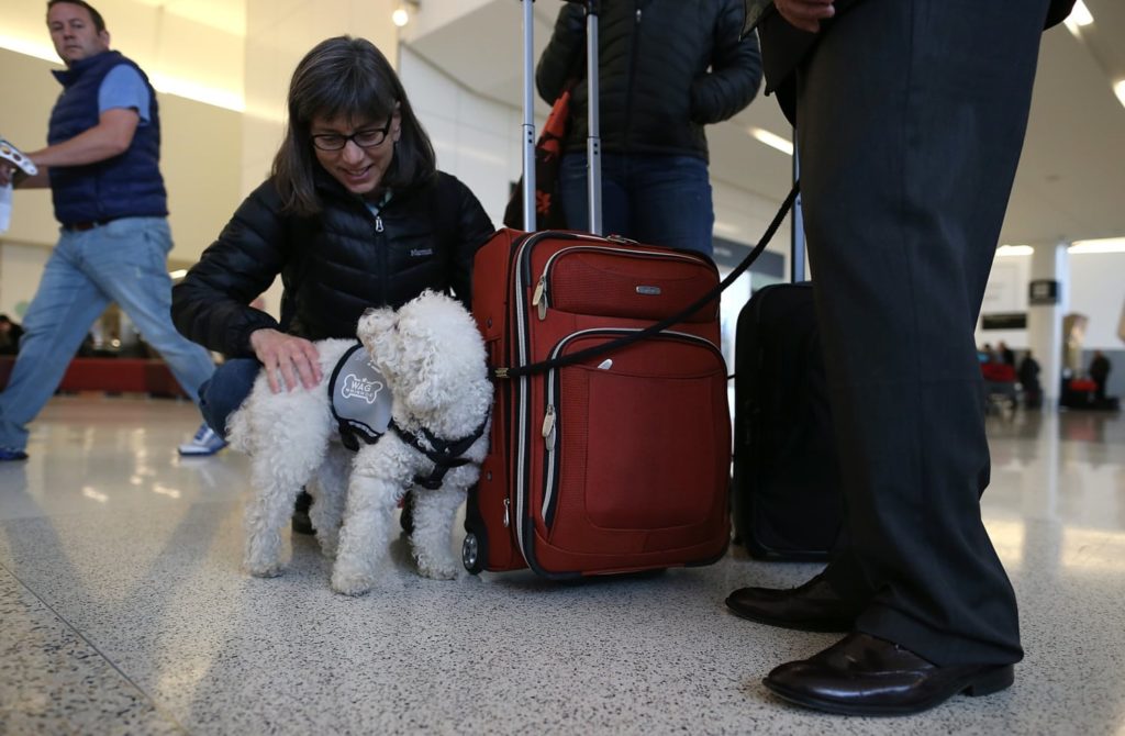 Southwest Will Now Only Allow Two Types Of Emotional Support Animals On