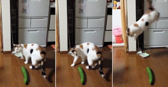 Why Are Cats Afraid Of Cucumbers 696x362 545x283 