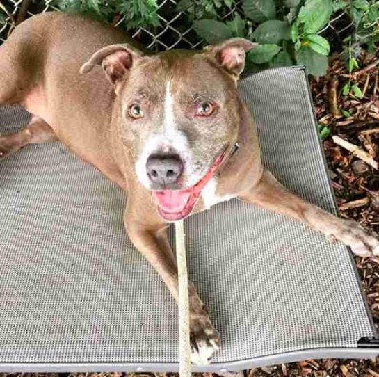 Pit Bull Hasn’t Found A Home In 2 Years Because She’s Scared Of ...