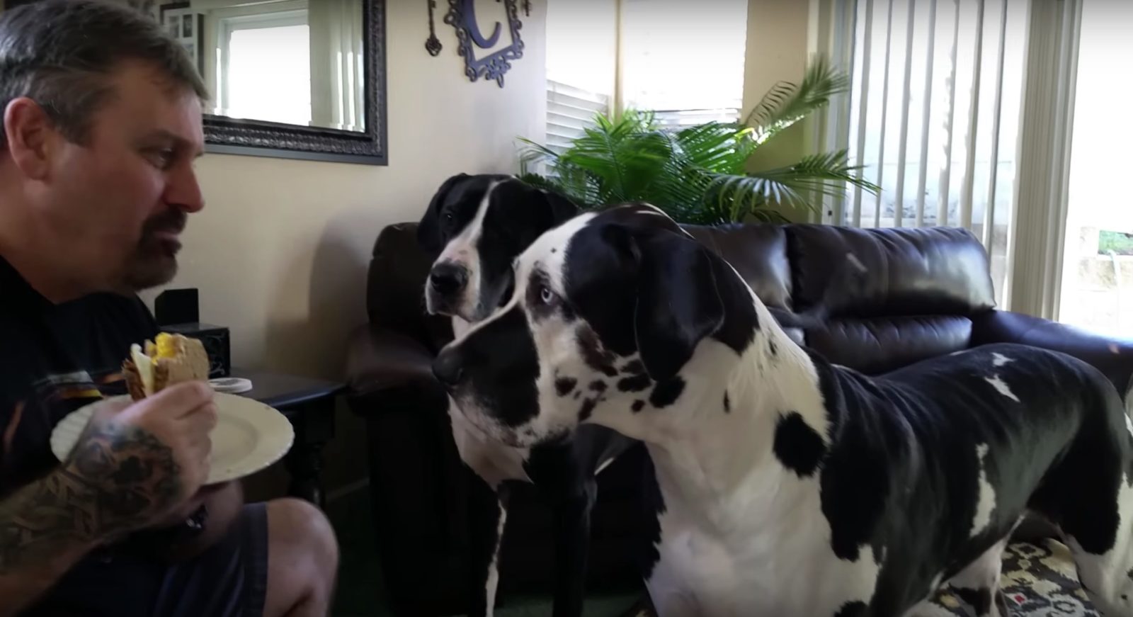 Great Dane Throws Adorable Tantrum When Owner Refuses To Share His