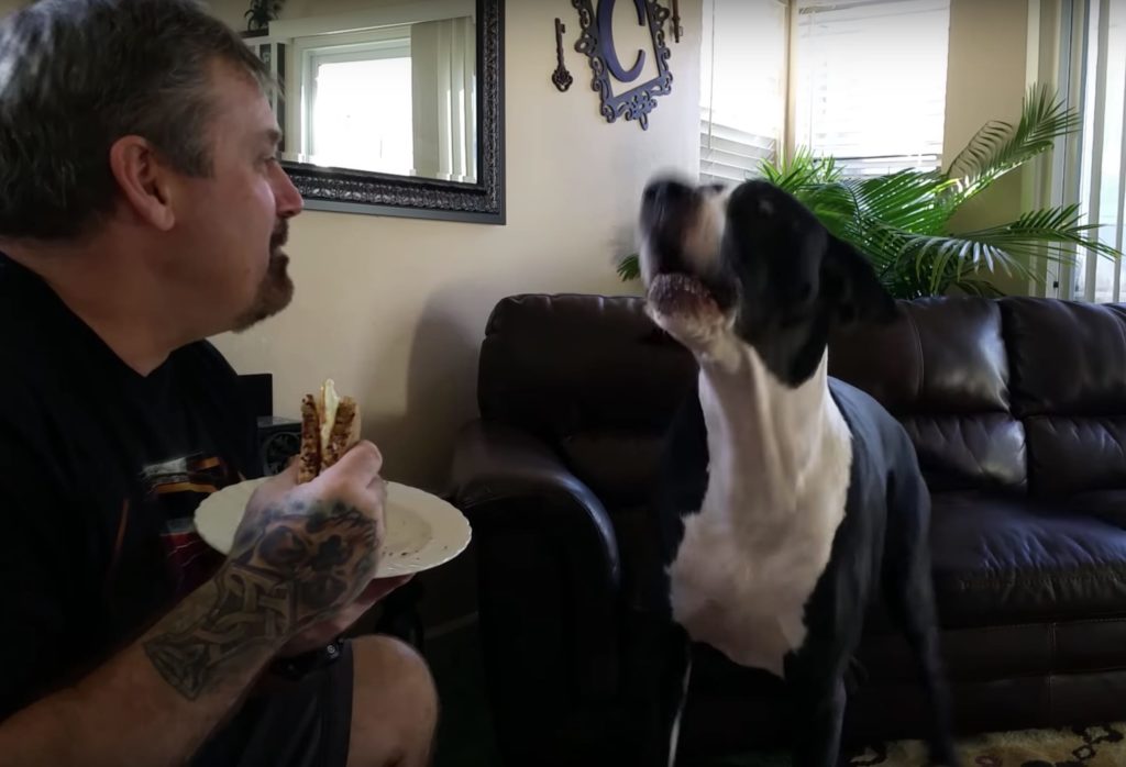 Great Dane Throws Adorable Tantrum When Owner Refuses To Share His ...