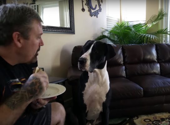 Great Dane Throws Adorable Tantrum When Owner Refuses To Share His ...