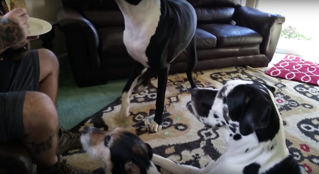 Great Dane Throws Adorable Tantrum When Owner Refuses To Share His