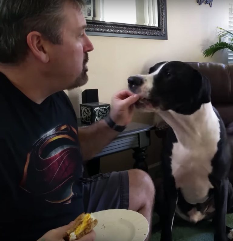Great Dane Throws Adorable Tantrum When Owner Refuses To Share His