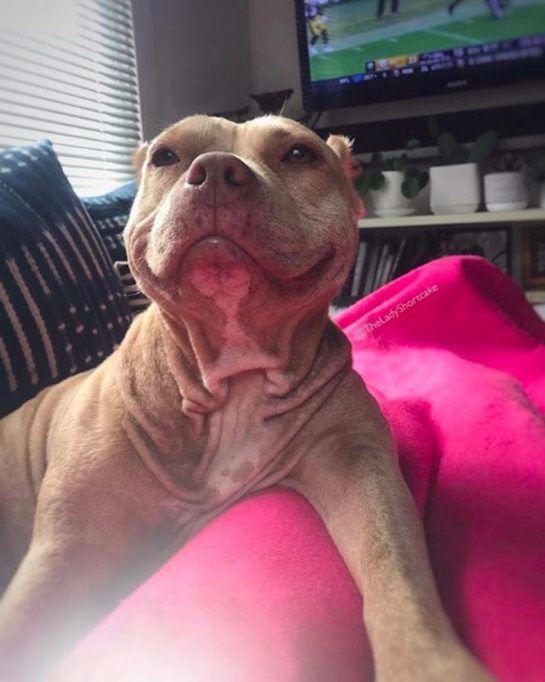 Pit Bull Can’t Stop Smiling Since She Was Rescued - Goodfullness