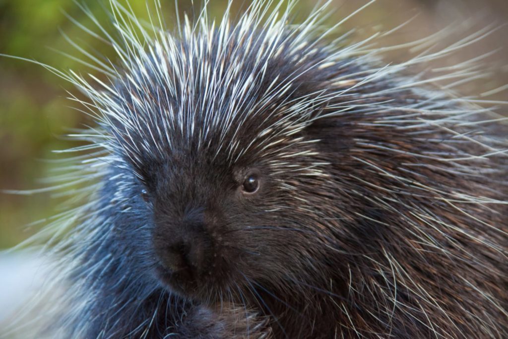 What To Do If Your Dog Gets Quilled By A Porcupine - Goodfullness