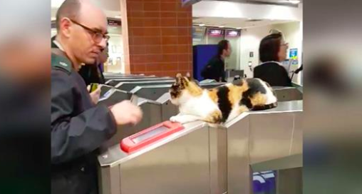 Street Cat Greets Hundreds Of Train Passengers Every Single Day ...