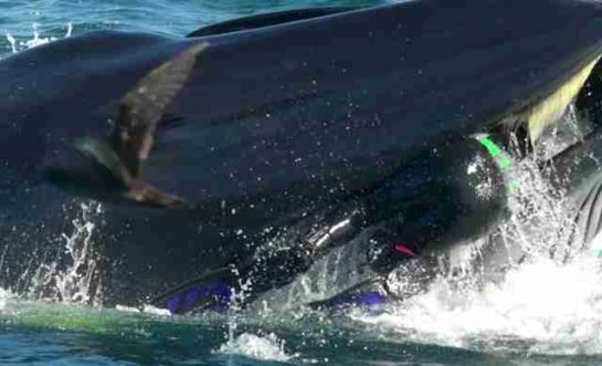 Diver Finds Himself Inside The Mouth Of Massive Whale While Filming ...