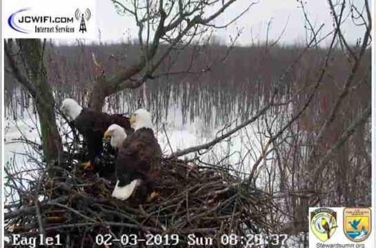 Three Bald Eagles Are Raising Their Babies Together On Livestream ...