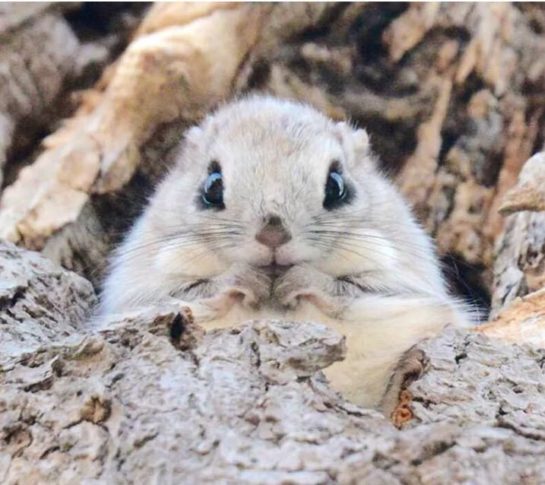 These Adorable Squirrels Can Only Found On One Japanese Island ...