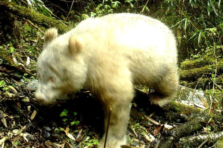 Albino Giant Panda photographed for the very first time in China