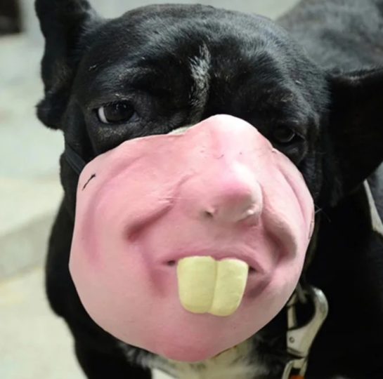 child human muzzle child human muzzle