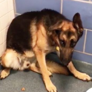 Abandoned Dog Waits For 5 Days In Freezing Park Hoping Her Family Will ...