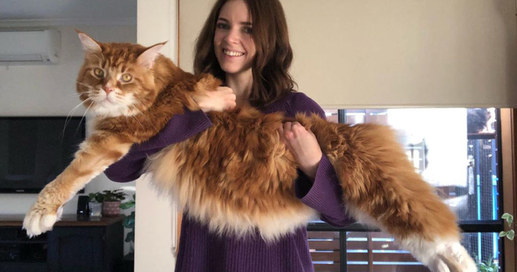 Woman Adopts A Tiny Kitten That Turns Into One Of The Biggest Cats In ...