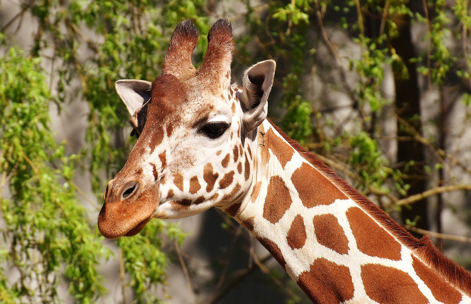 Masai Giraffes Declared Endangered After Poaching Halves Population ...